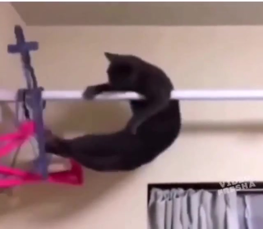 Кот застрял в шкафу