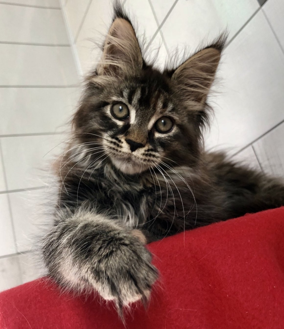 Котята Мейн кун метисы