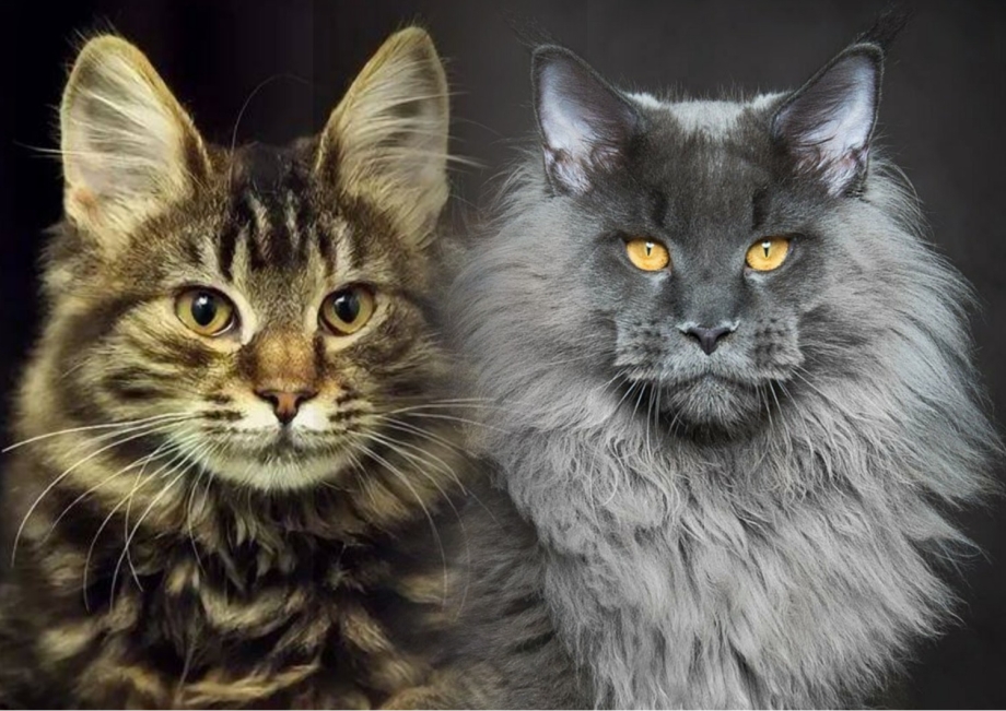 Котята метисы Мейн куна