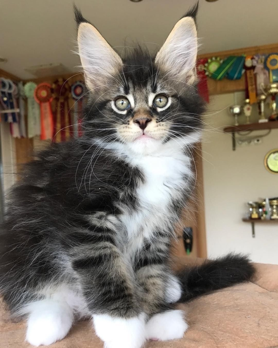 Котята Мейн кун помесь