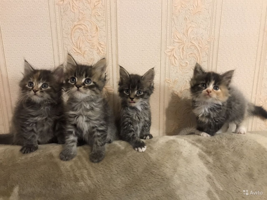 Смесь Мейн куна и британца