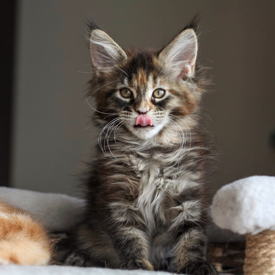 Коты метисы Мейн куна