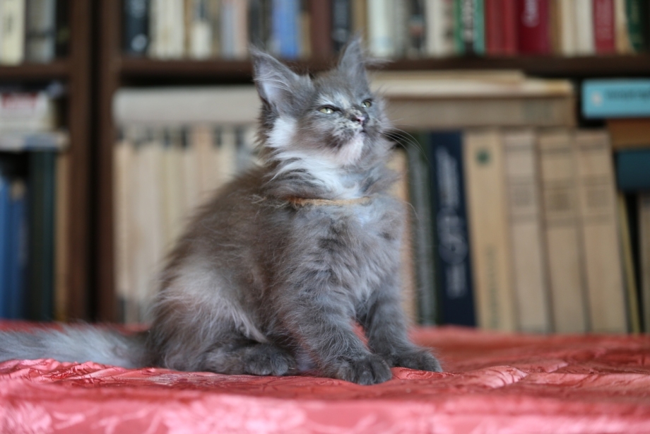 Мраморный Мейн кун котенок