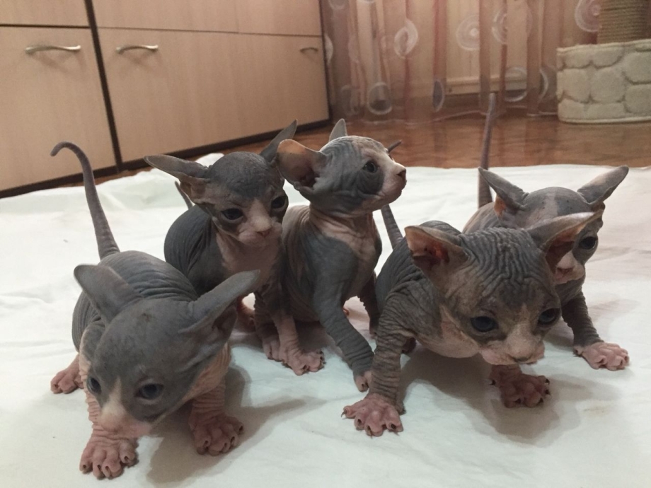 Канадский сфинкс котенок новорожденный