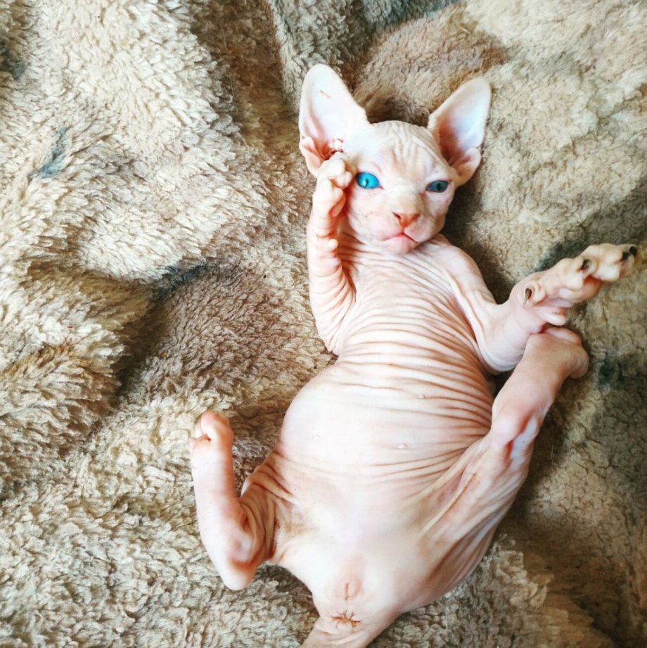 Маленькие сфинксы котята
