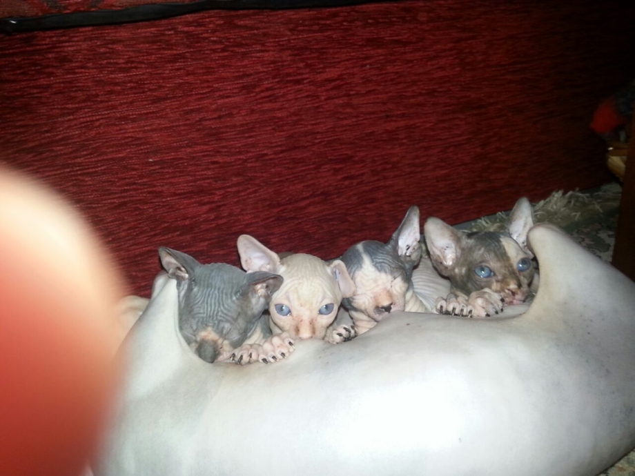 Котята сфинкса Новорожденные серые