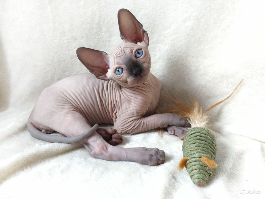 Маленький сфинкс котенок пьёт молоко
