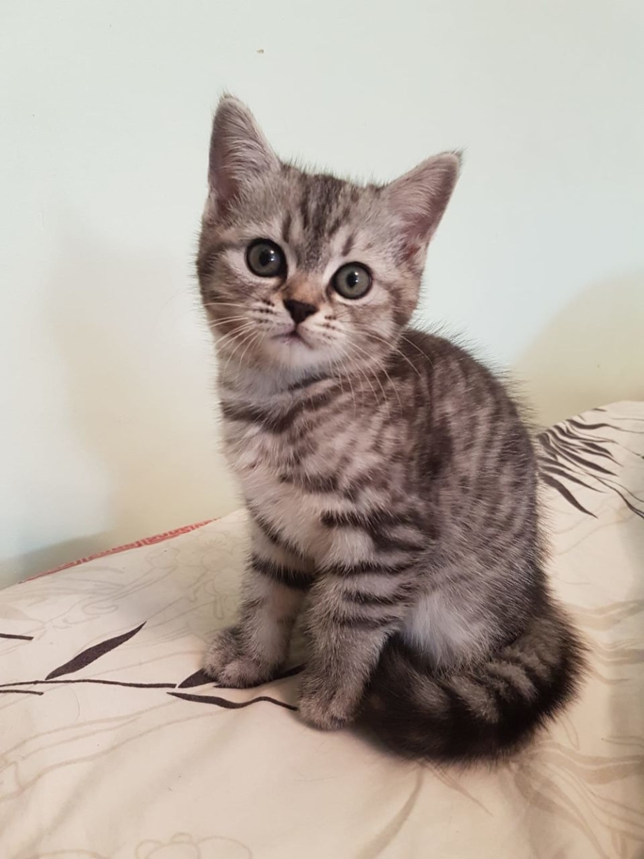 Британские кошки окрас табби