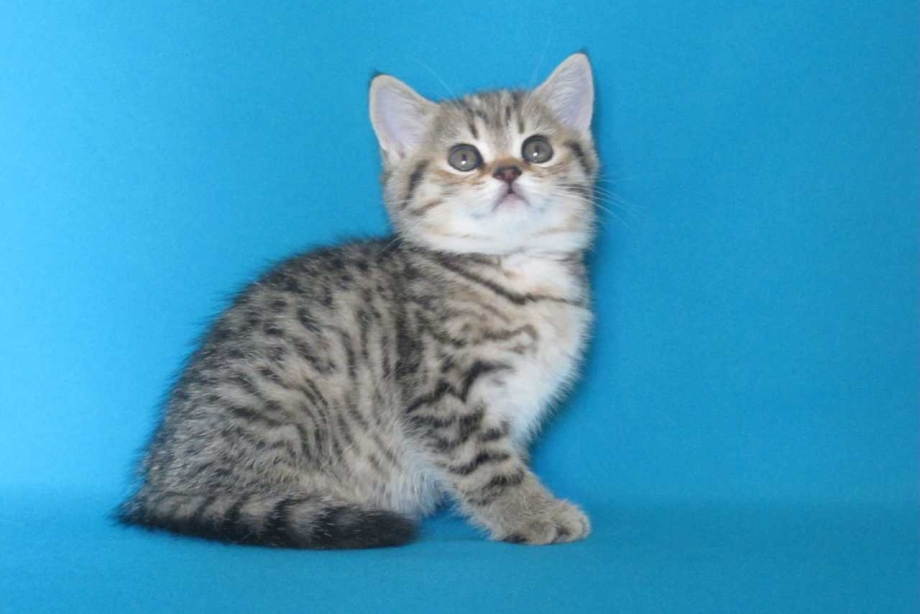 Британская короткошёрстная кошка табби