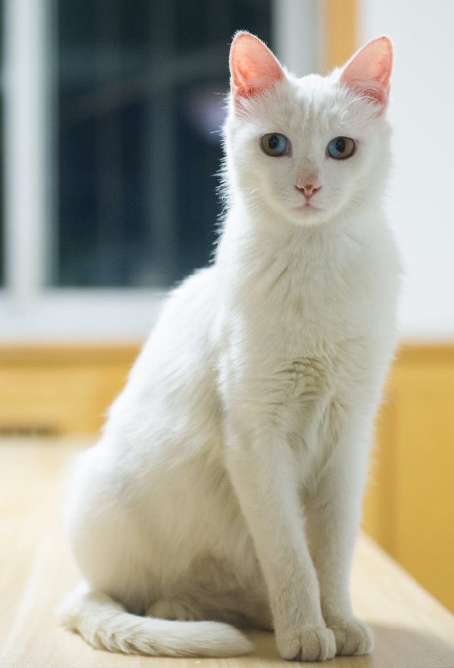 Турецкая Анатолийская кошка