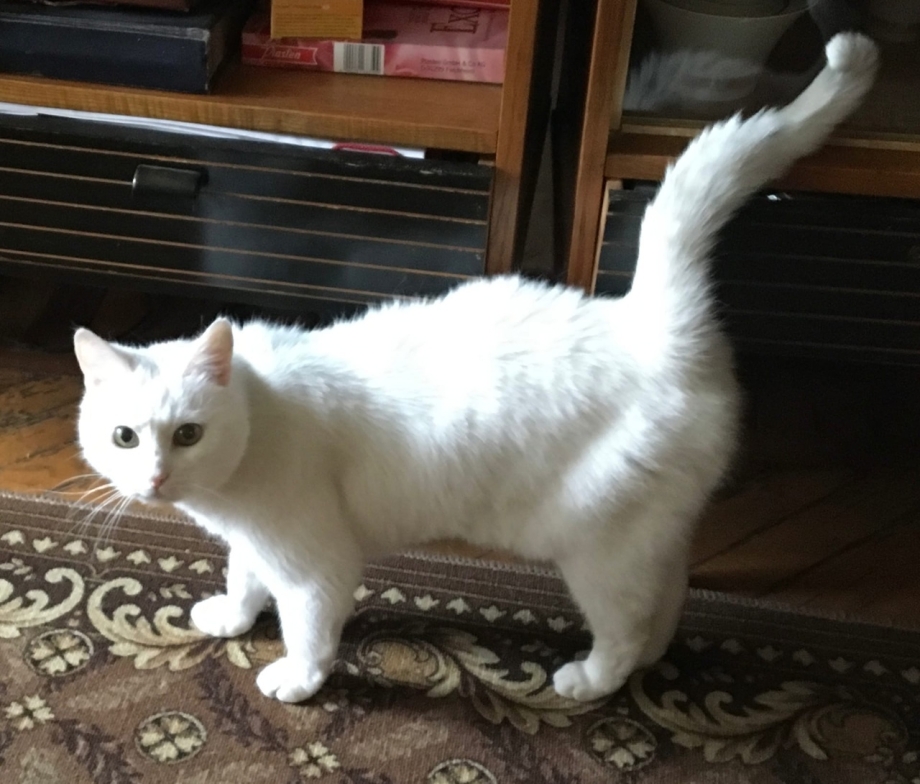 Кот по имени Мурзик
