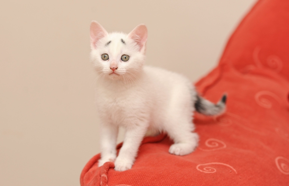 Ангорская кошка короткошерстная