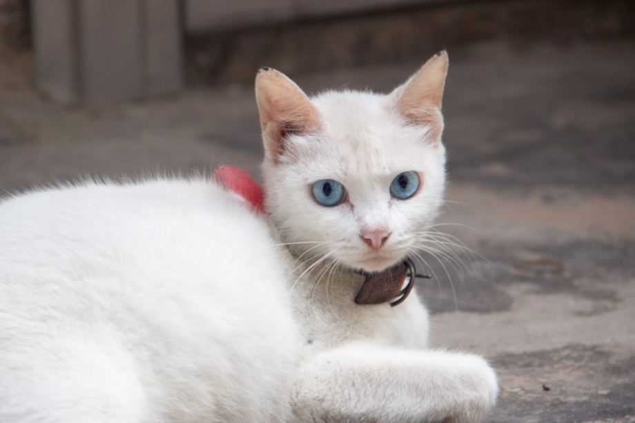 Европейский короткошерстный кот белый