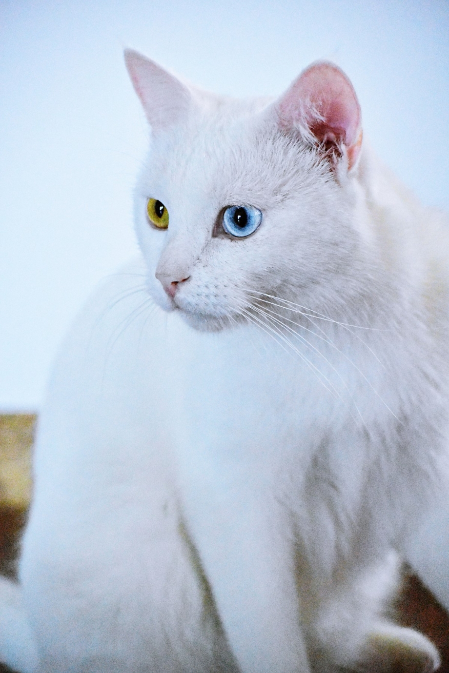 Турецкая ангорская кошка короткошерстная