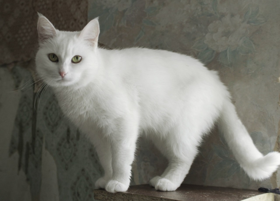 Анатолийская кошка