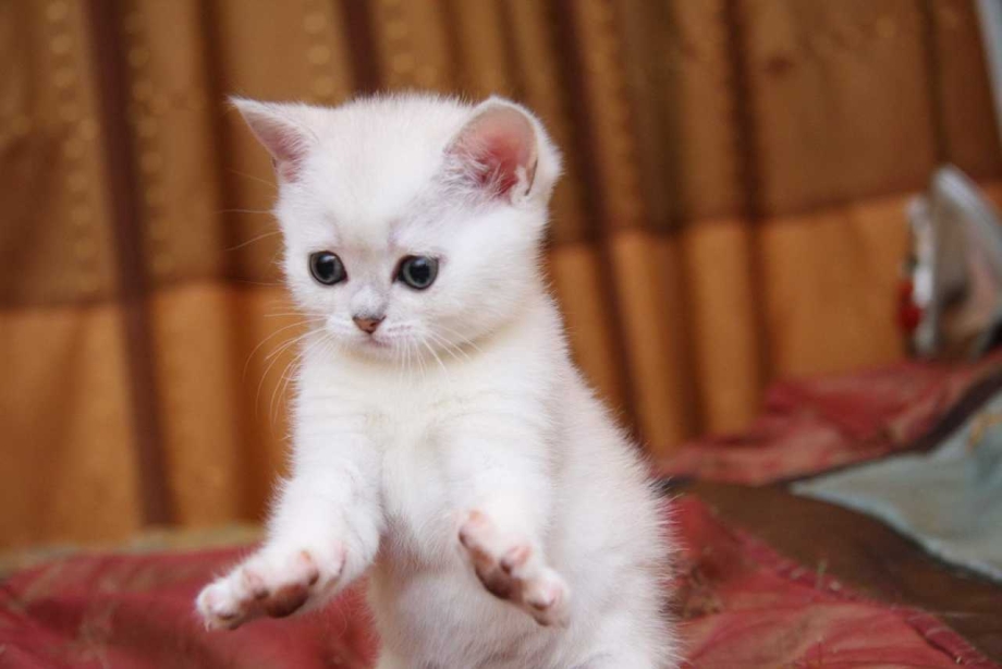 Белый кот Бася