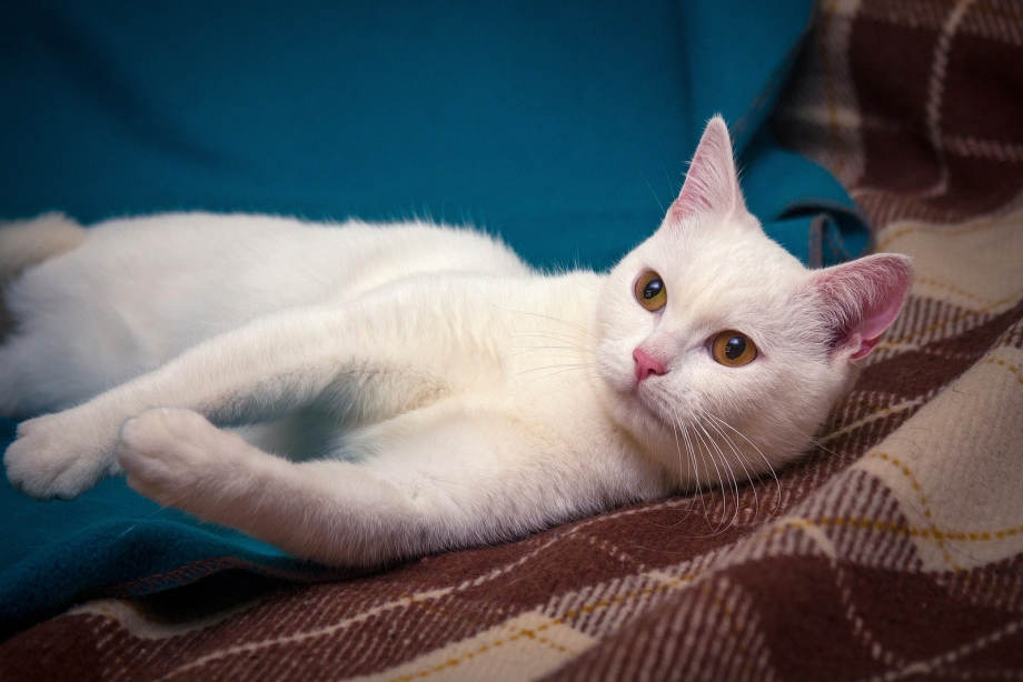 Котята с маленькими лапками нарисованые серые и чёрные