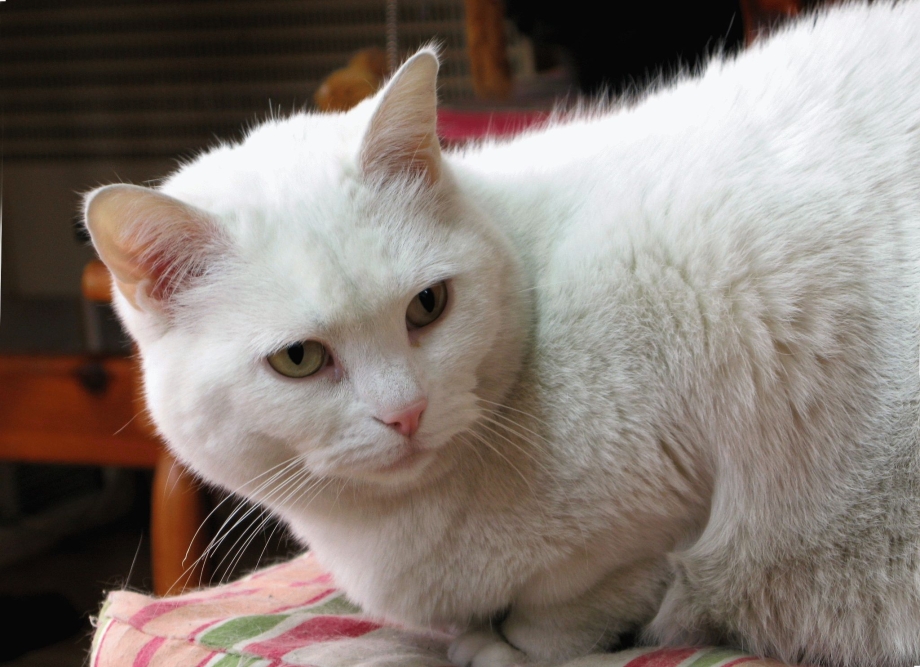 Белая шиншилла кошка