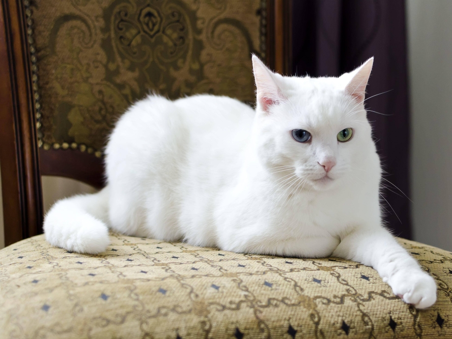 Чисто белый кот