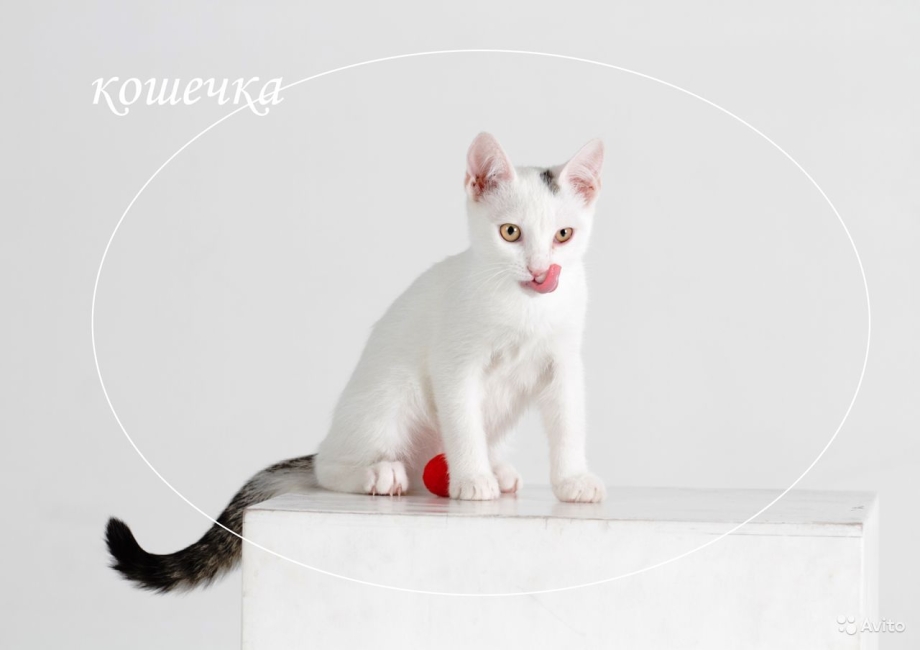 Турецкая ангора кошка короткошерстная