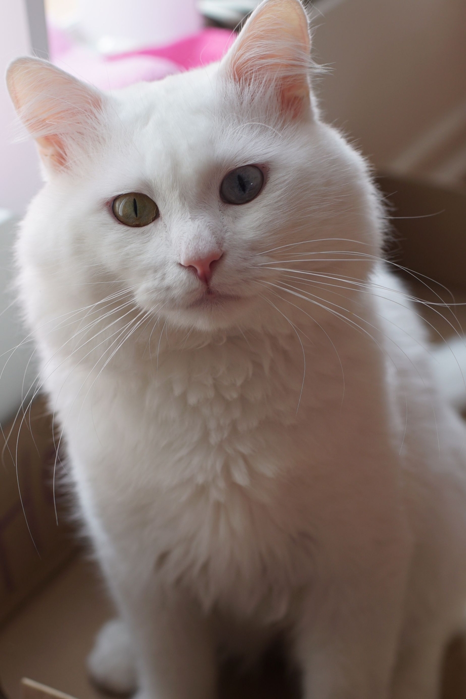 Гладкошёстный белый котёнок британский