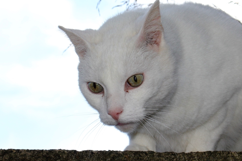 Кошка Берта