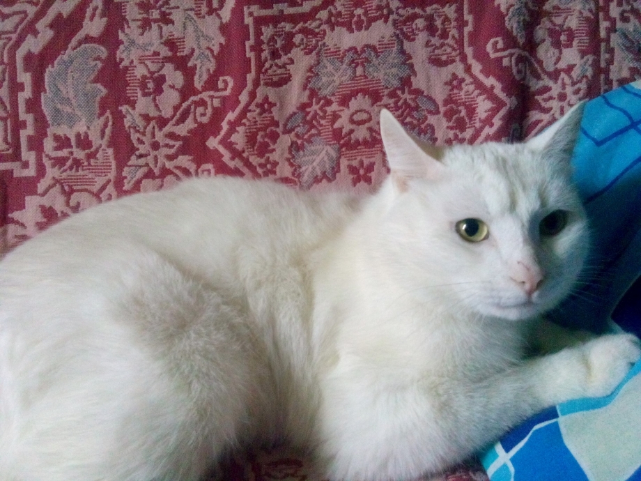 Белые коты гладкошерстные