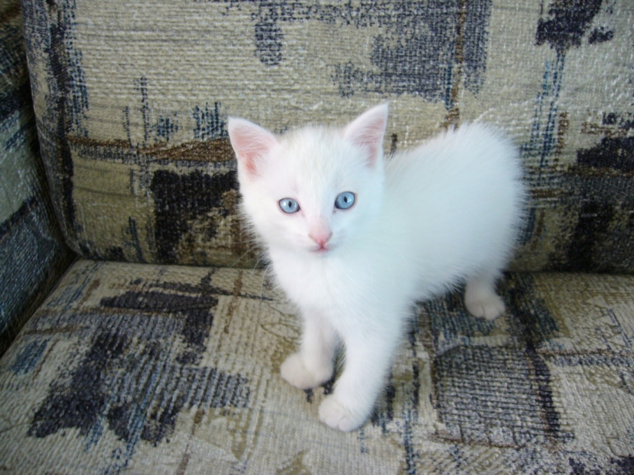 Анатолийская кошка