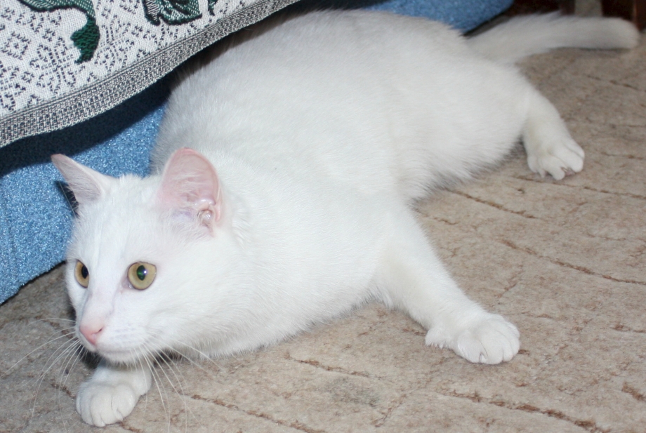 Американский короткошерстный кот белый