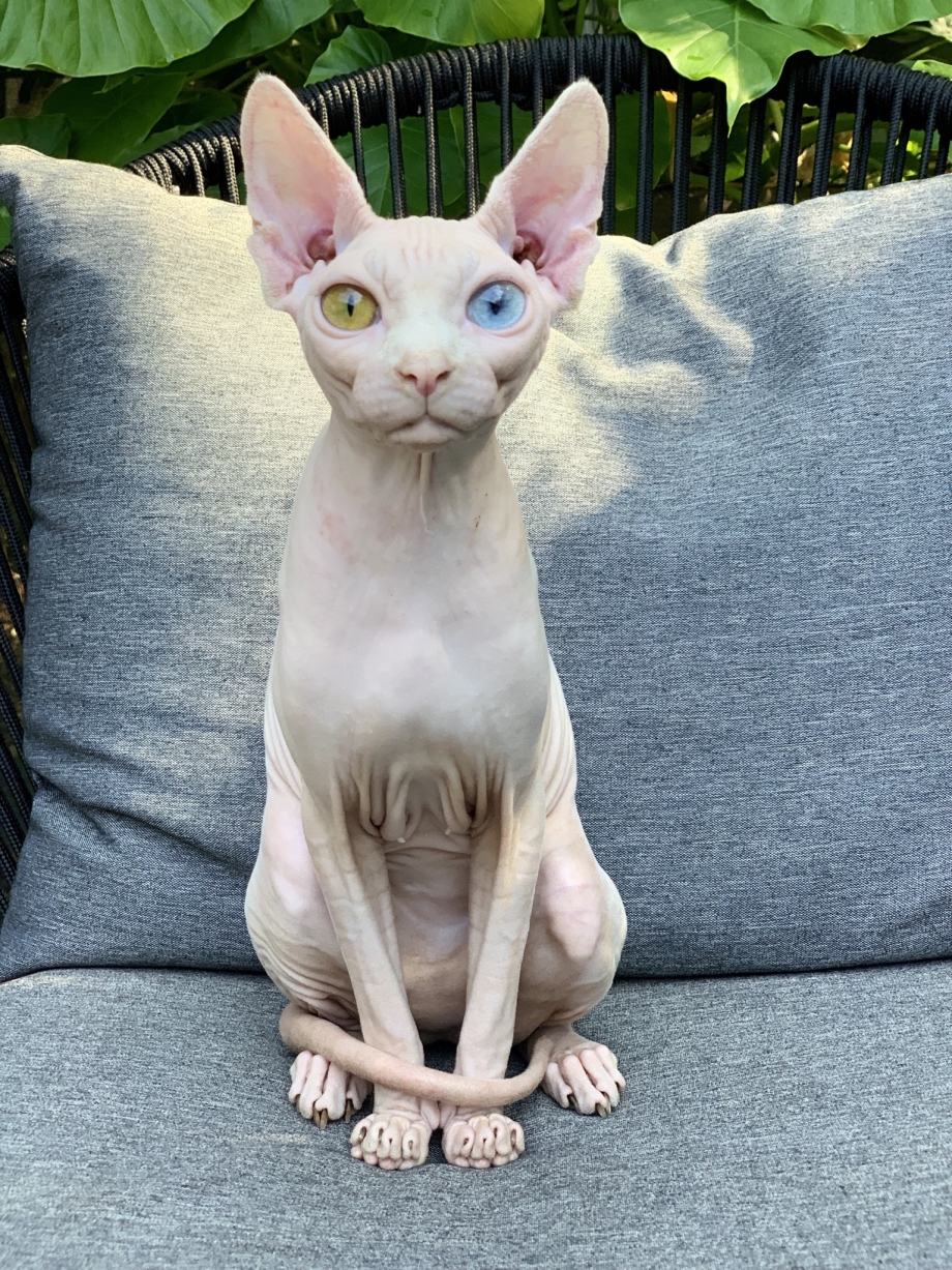 Сфинкс котенок