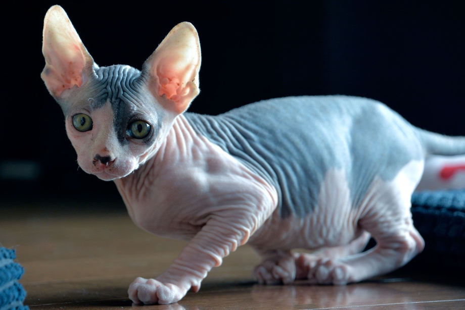 Сфинкс кот