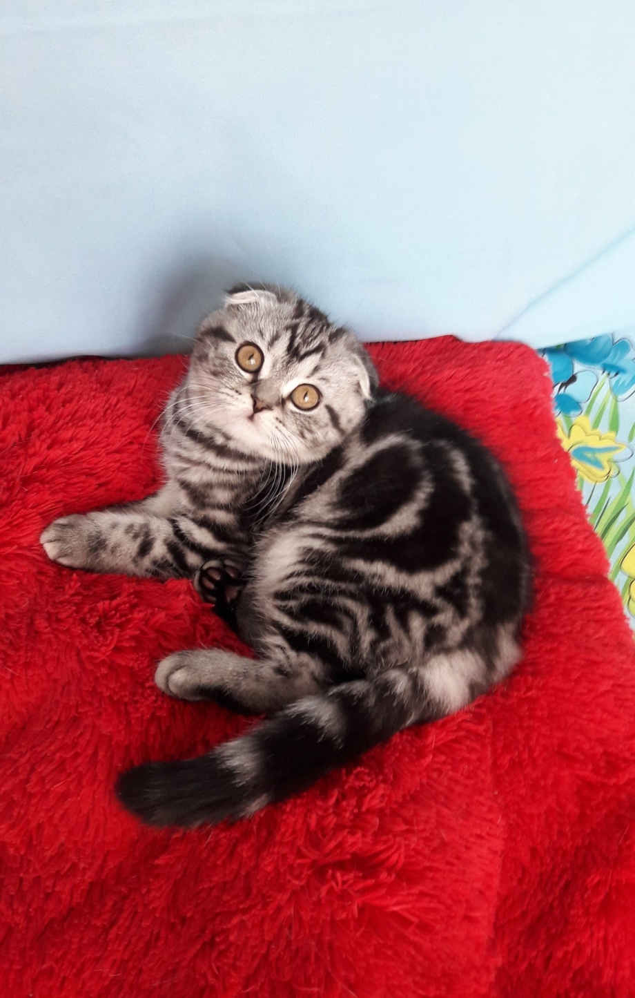 Шотландская вислоухая кошка