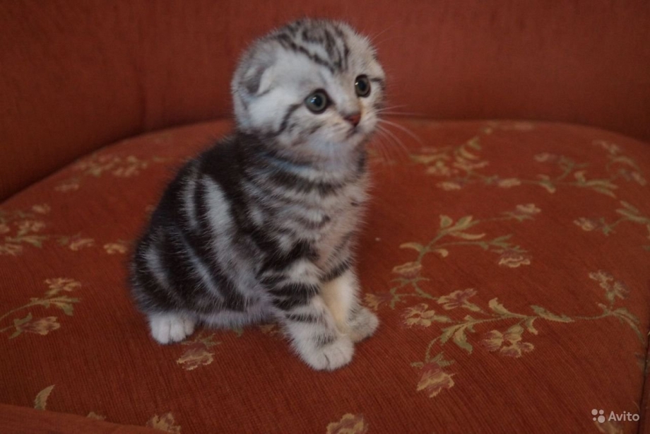 Скоттиш фолд голубой мрамор
