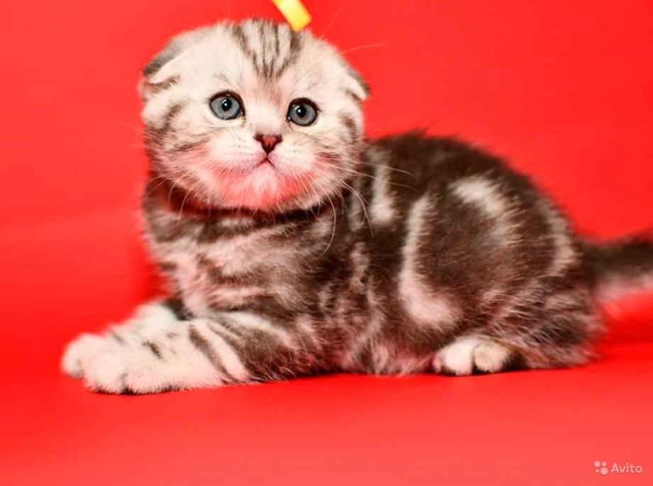 Шотландская плюшевая кошка мраморная
