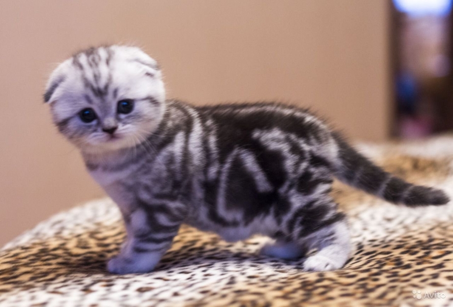 Мраморный британец котенок вислоухий