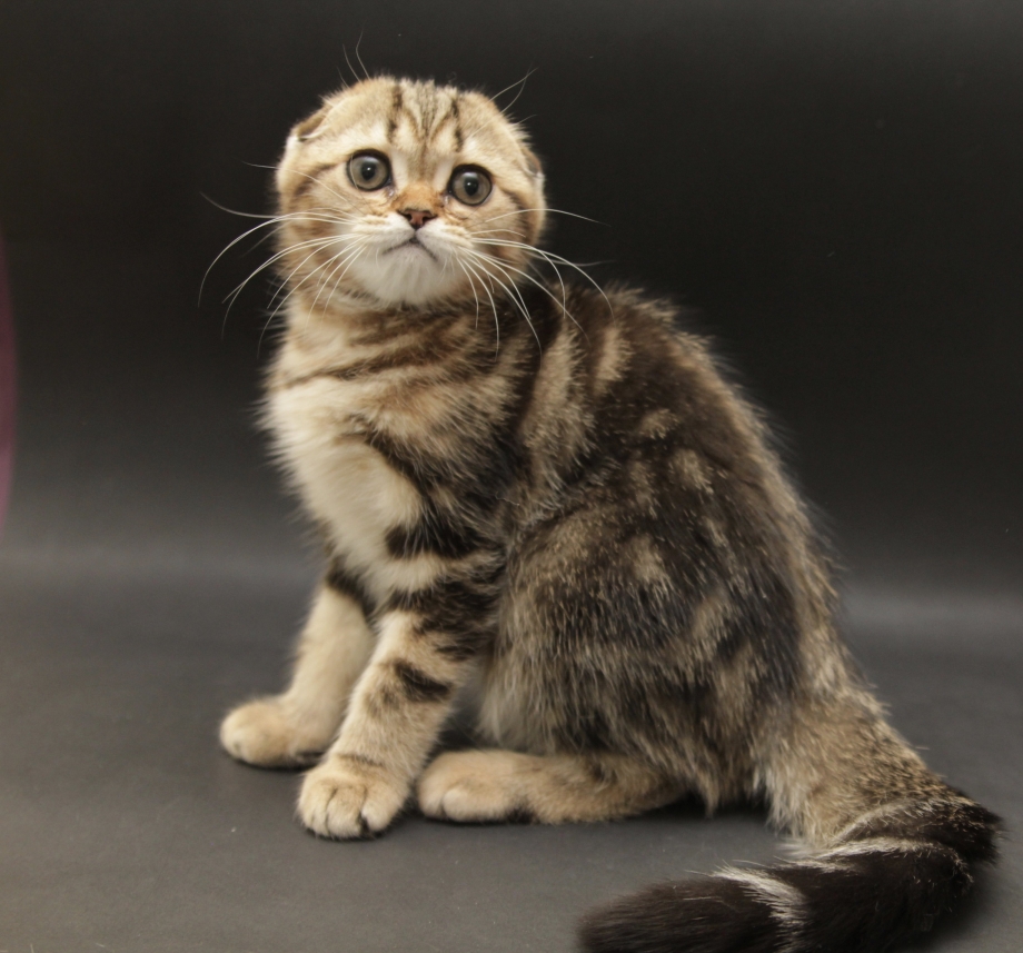 Шотландские коты скоттиш фолд