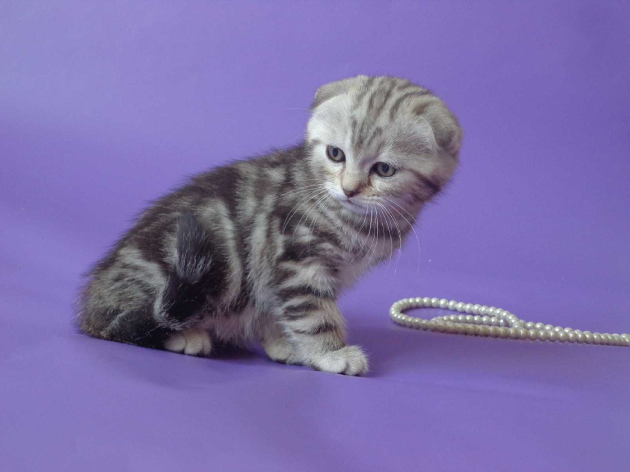 Шотландская вислоухая кошка мраморный табби