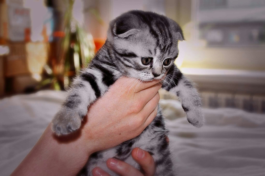 Вислоухие котята шотландцы мраморного окраса
