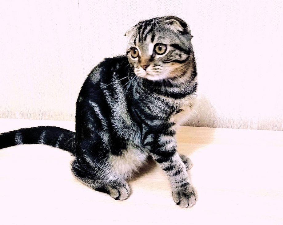 Скоттиш фолд мраморный