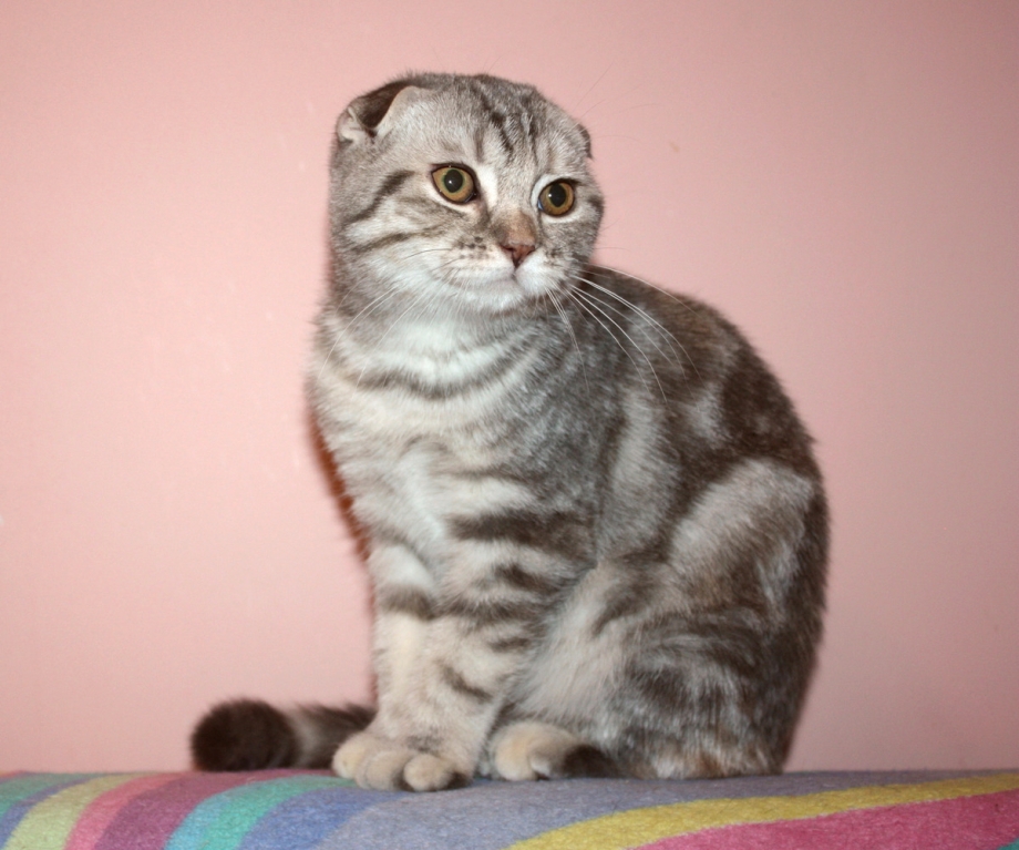 Скоттиш страйт черный мрамор