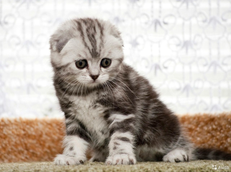 Кошка Алиса Шотландская вислоухая