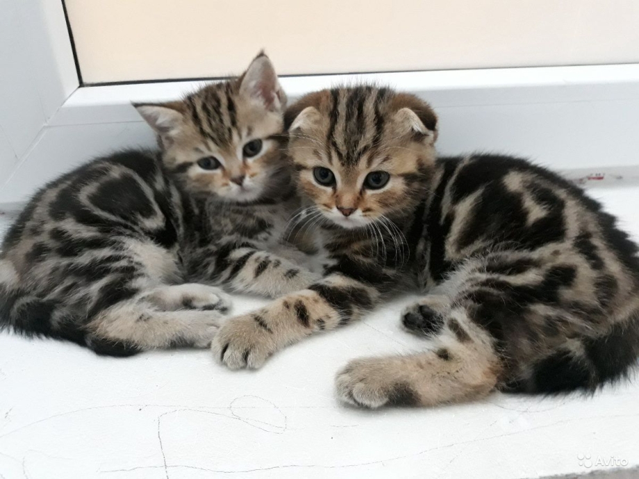 Котята Шотландские вислоухие окрас вискас