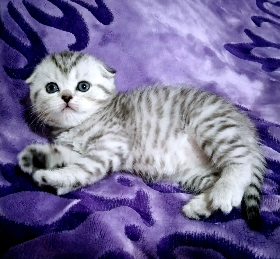 Шотландская вислоухая кошка мраморный табби