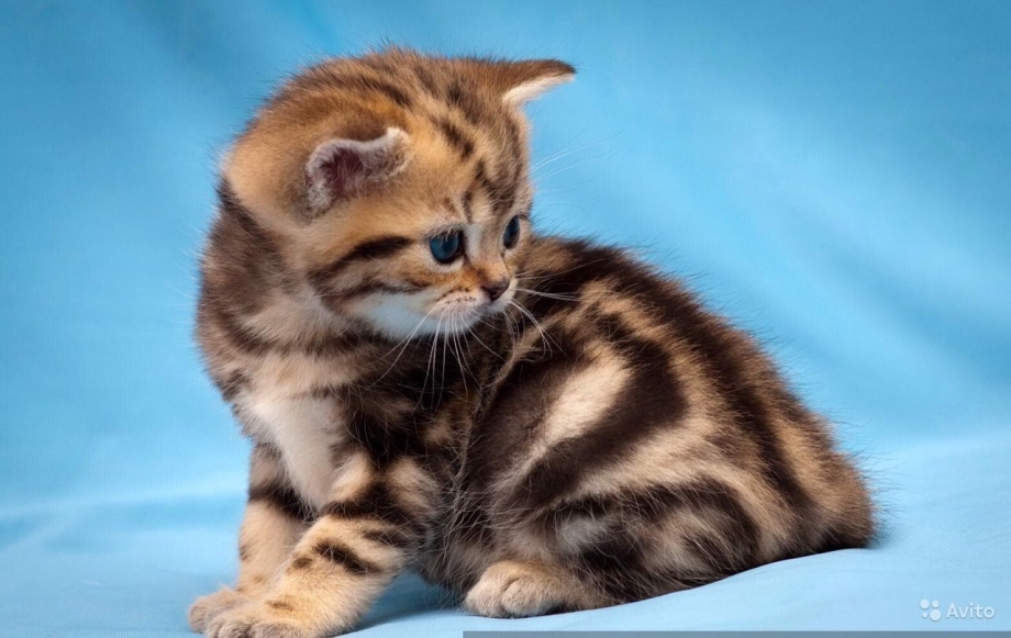 Шотландская вислоухая кошка черная мраморная