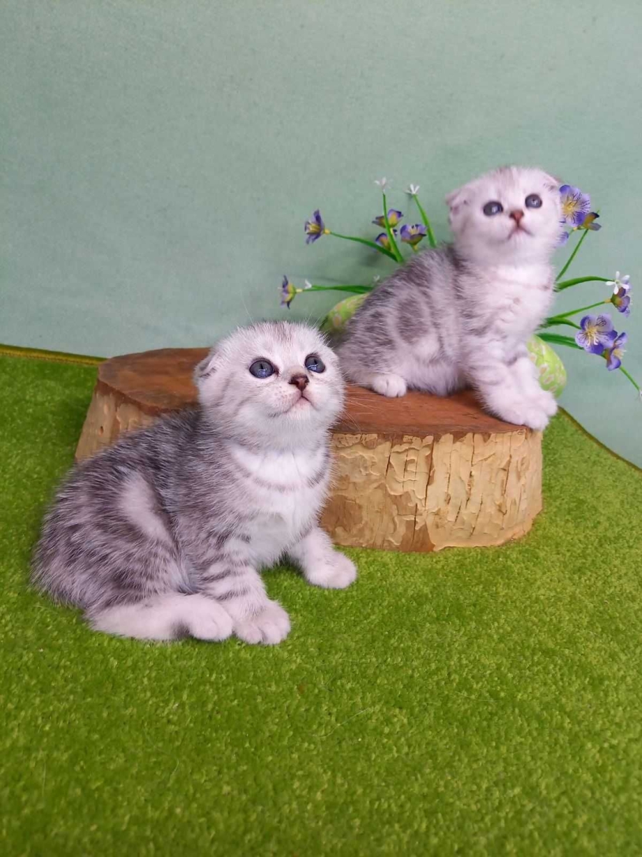 Вислоухий британец полосатый