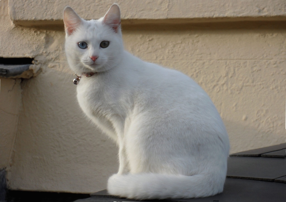 Белая гладкошерстная кошка