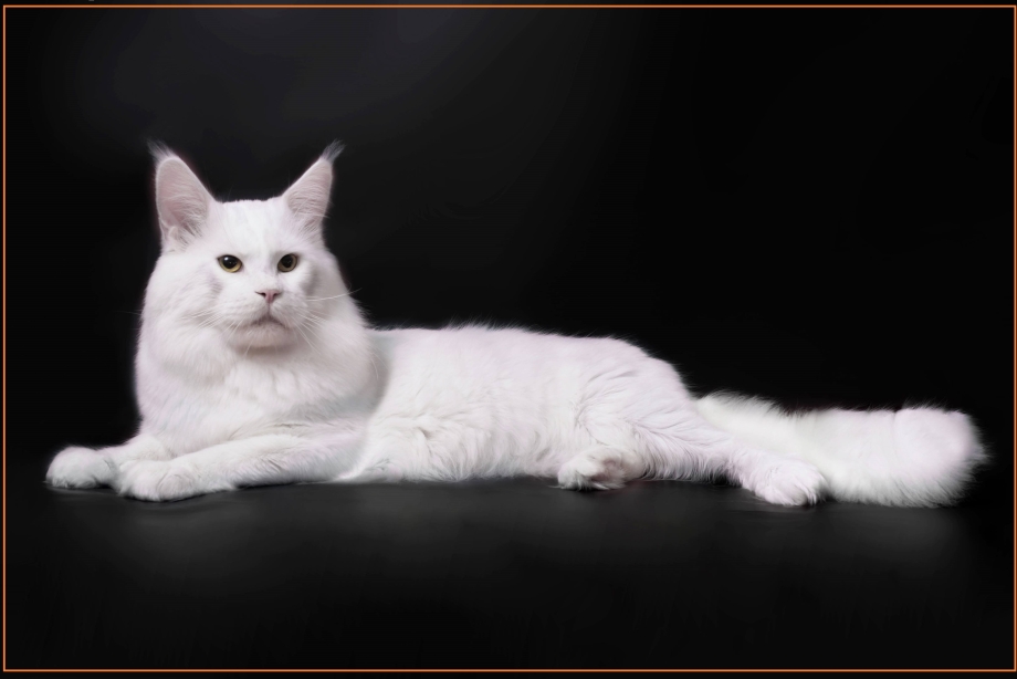 Котята Мейн кун белые