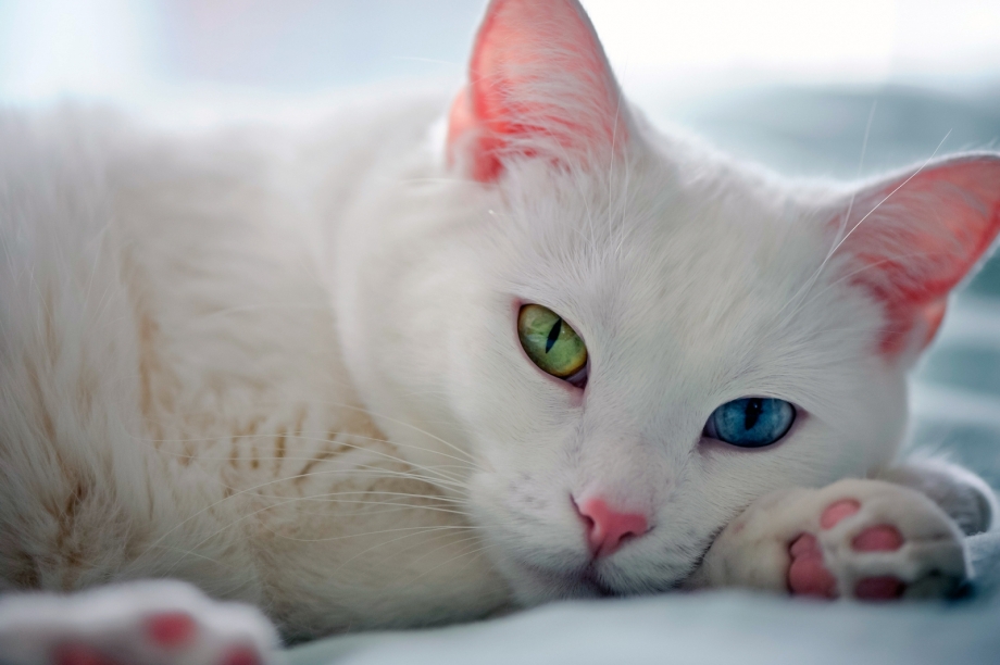 Као мани кошка