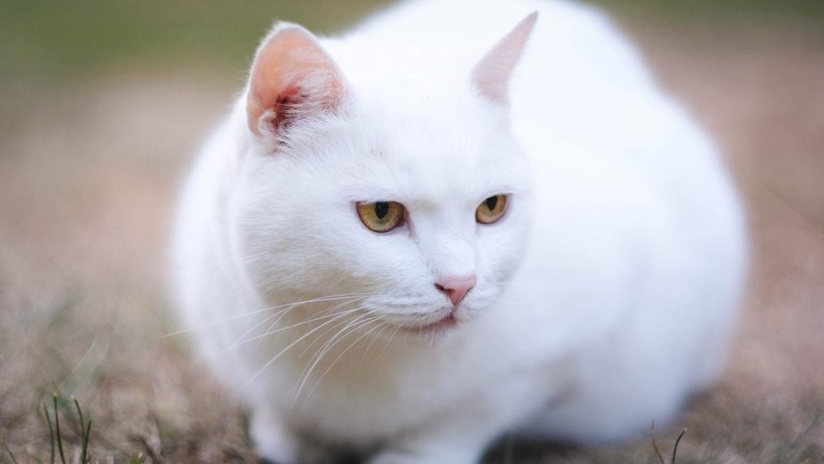 Белые коты