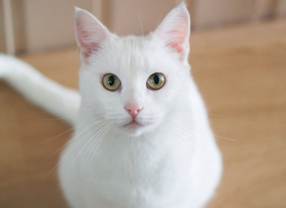 Красивая белая кошка